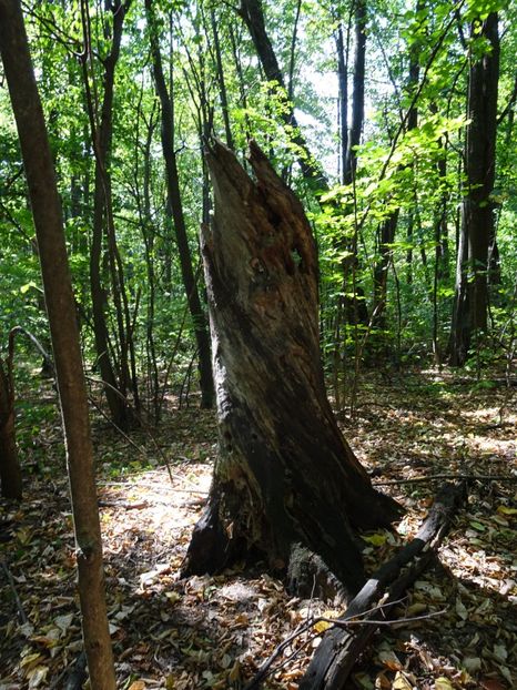  - Muntii Macin - Varful Tutuiatu