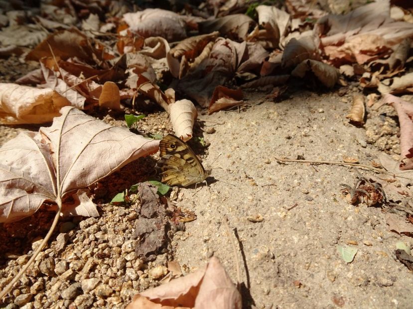  - Muntii Macin - Varful Tutuiatu