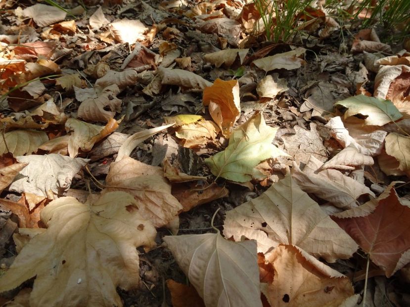  - Muntii Macin - Varful Tutuiatu