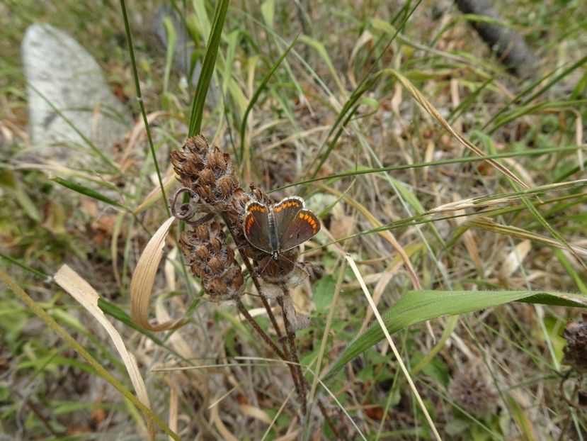  - Muntii Macin - Varful Tutuiatu