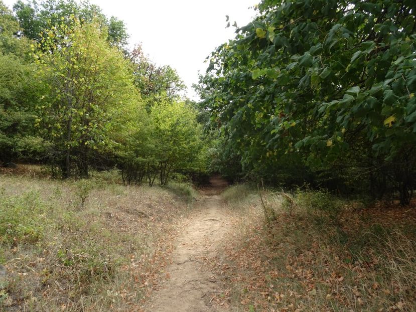  - Muntii Macin - Varful Tutuiatu