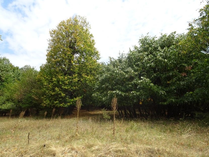  - Muntii Macin - Varful Tutuiatu