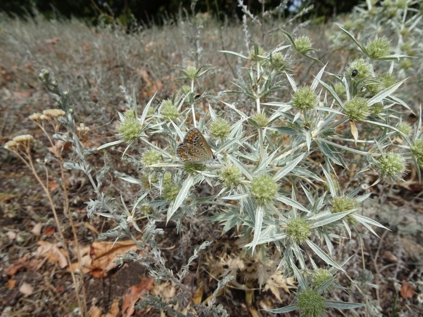  - Muntii Macin - Varful Tutuiatu