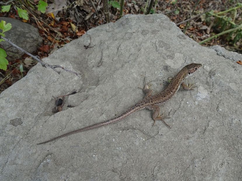  - Muntii Macin - Varful Tutuiatu