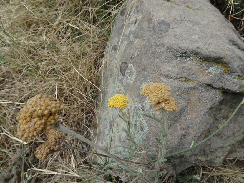  - Muntii Macin - Varful Tutuiatu