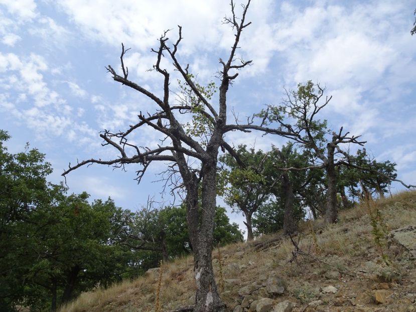  - Muntii Macin - Varful Tutuiatu