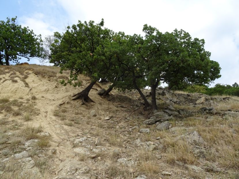  - Muntii Macin - Varful Tutuiatu