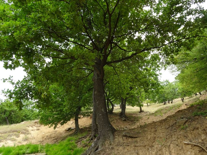  - Muntii Macin - Varful Tutuiatu