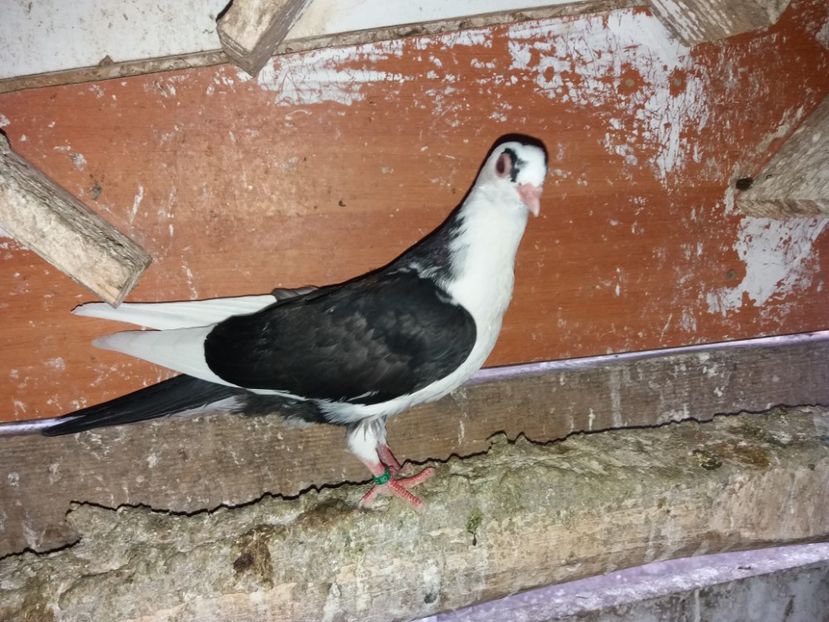 7084  femelă  2019 - Plecați ALBUM 2