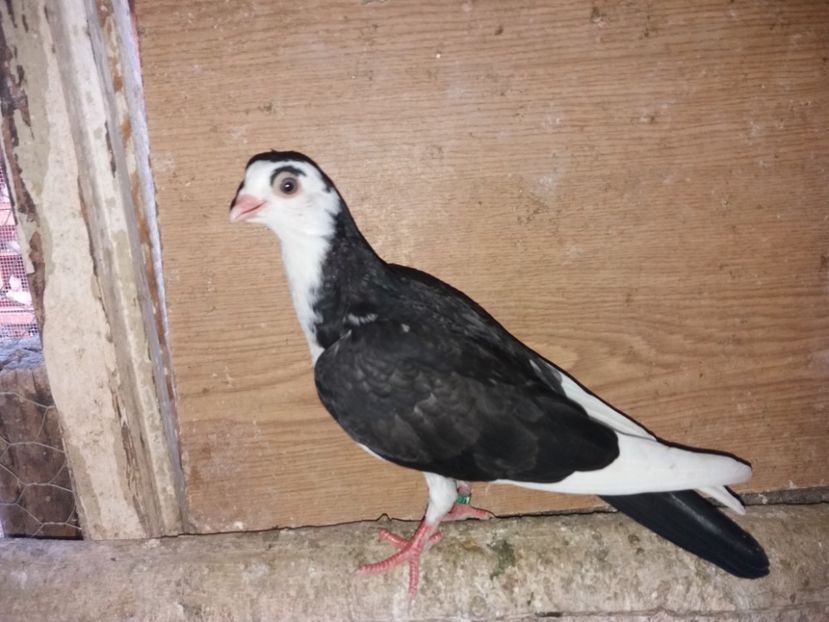 7088  femeelă  2019 - Plecați ALBUM 2