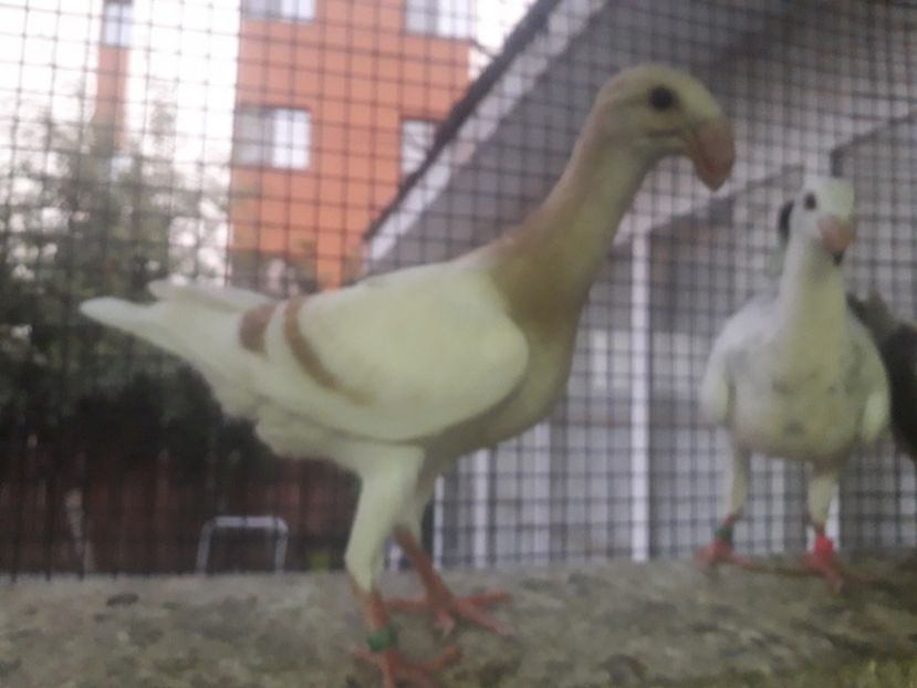  - Pui voiajori germani 2019
