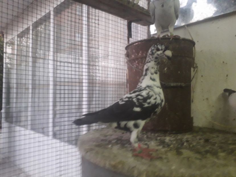  - Pui voiajori germani 2019