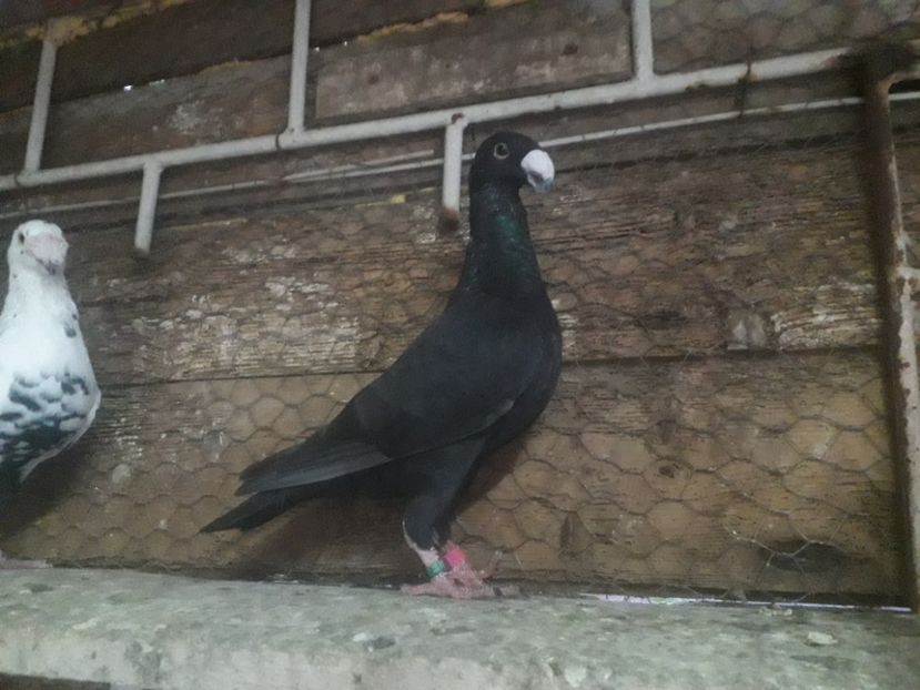  - Pui voiajori germani 2019