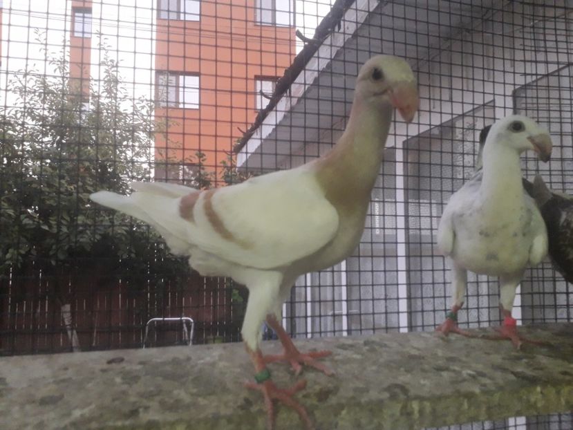  - Pui voiajori germani 2019