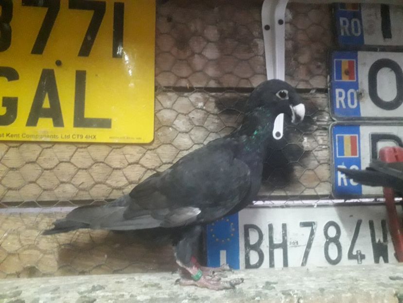  - Pui voiajori germani 2019