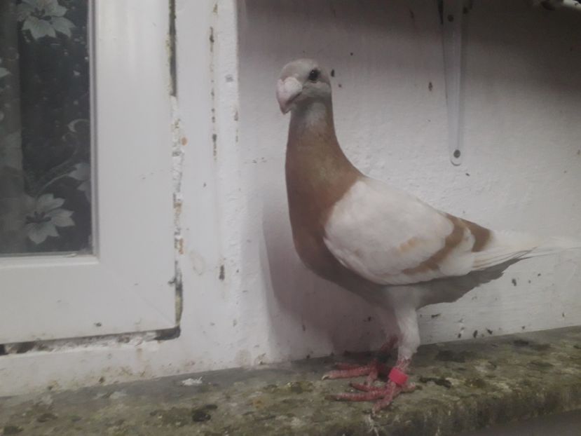  - Pui voiajori germani 2019