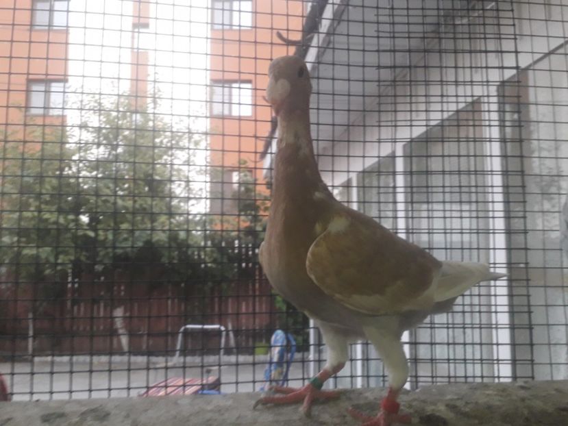  - Pui voiajori germani 2019