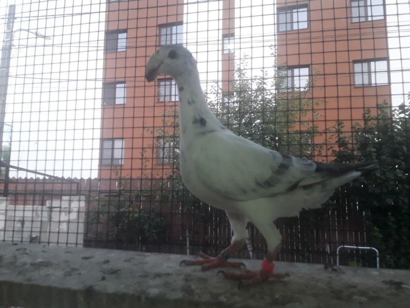  - Pui voiajori germani 2019