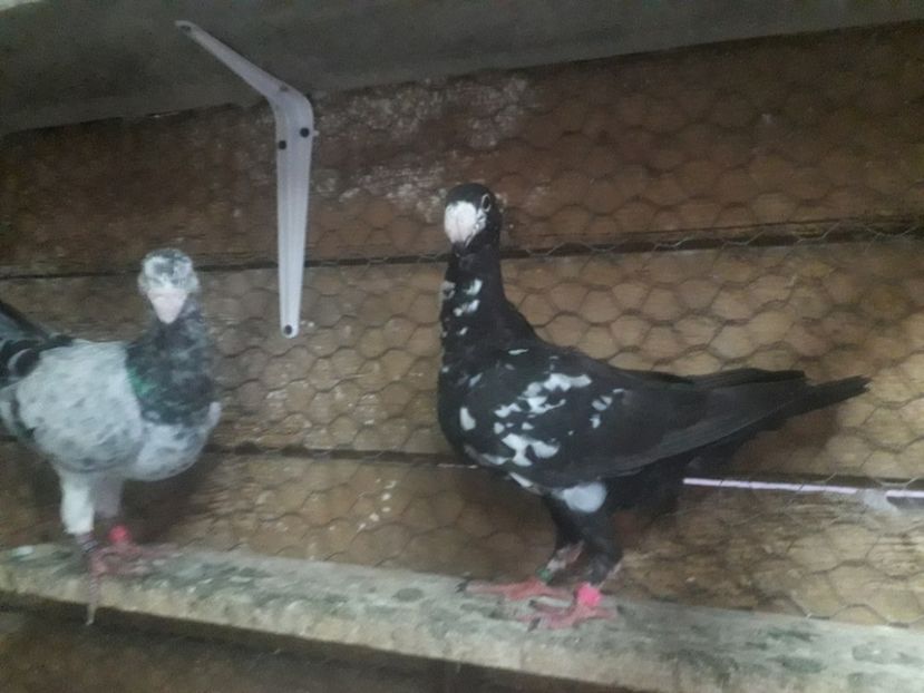  - Pui voiajori germani 2019