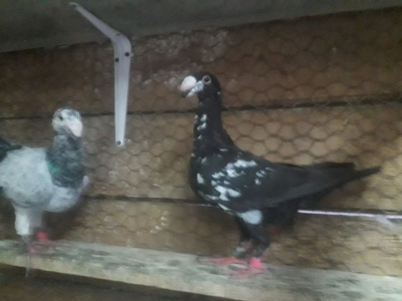  - Pui voiajori germani 2019