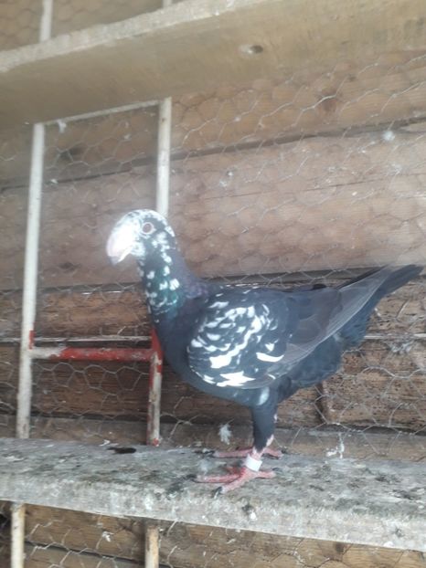  - Pui voiajori germani 2019
