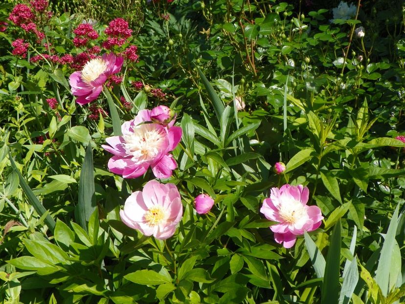 13 iun (1) - Bujori 2019