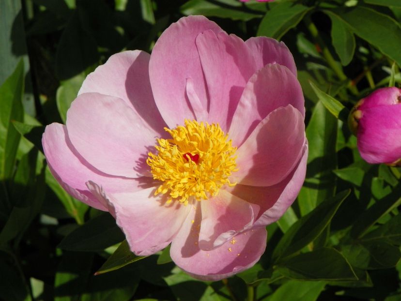 13 iun (2) - Bujori 2019