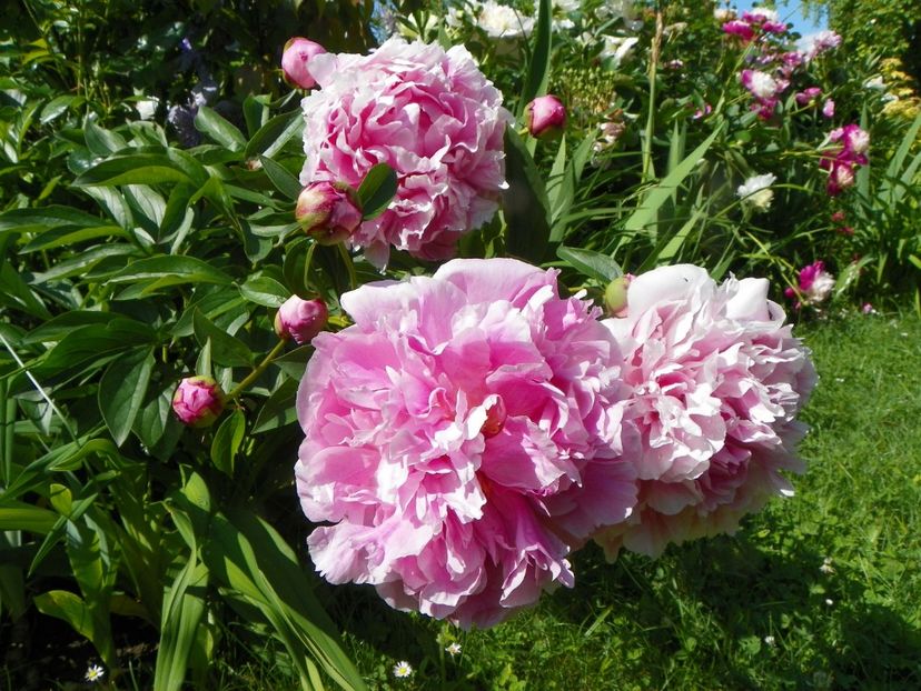 13 iun (6) - Bujori 2019