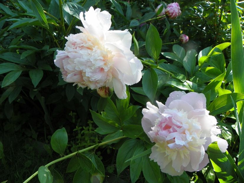 13 iun (7) - Bujori 2019