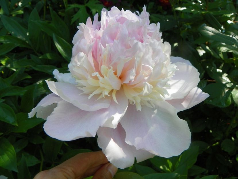 13 iun (8) - Bujori 2019