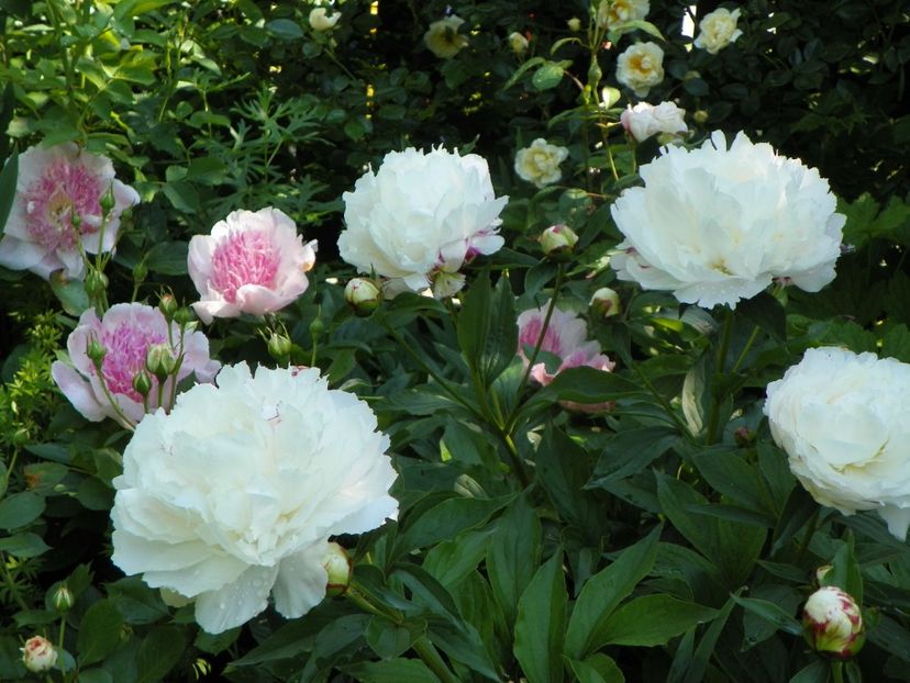 13 iun (10) - Bujori 2019