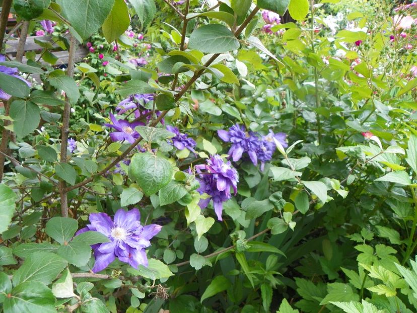 13 iun (133) - Clematite 2019