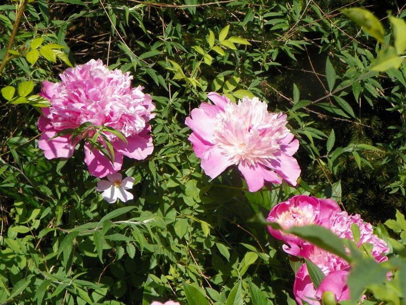 13 iun (14) - Bujori 2019