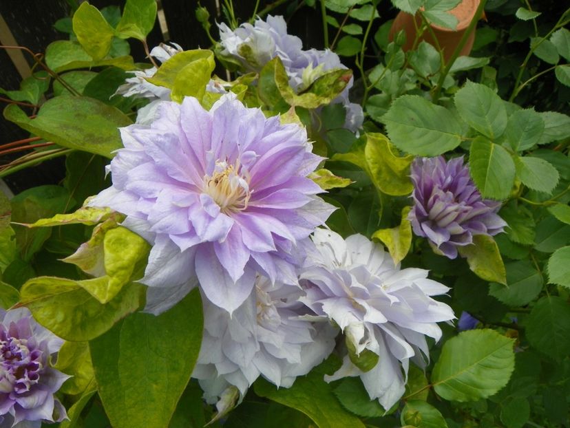 13 iun (144) - Clematite 2019