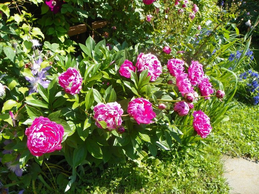 13 iun (18) - Bujori 2019