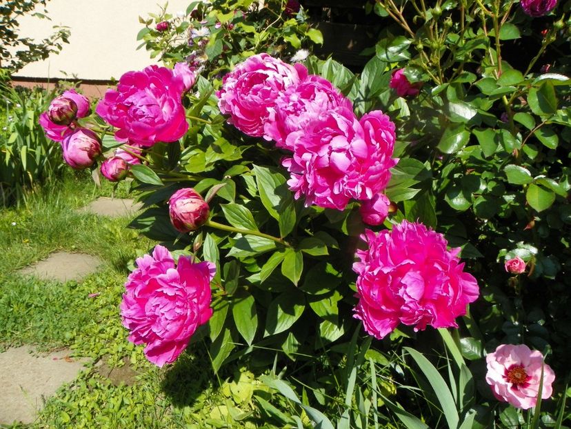 13 iun (19) - Bujori 2019