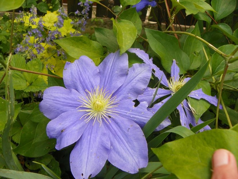 13 iun (146) - Clematite 2019