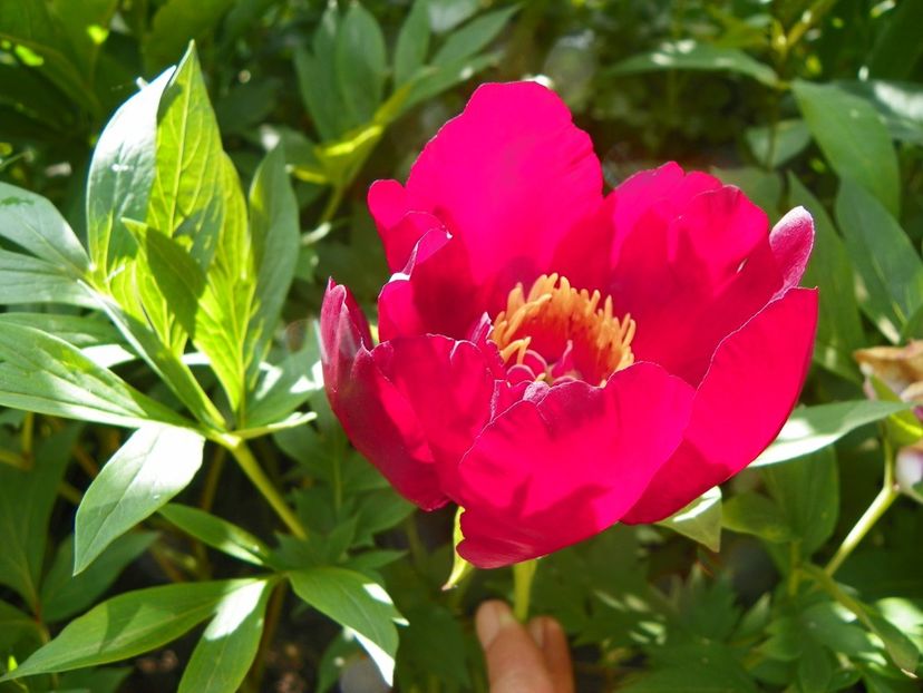 13 iun (27) - Bujori 2019