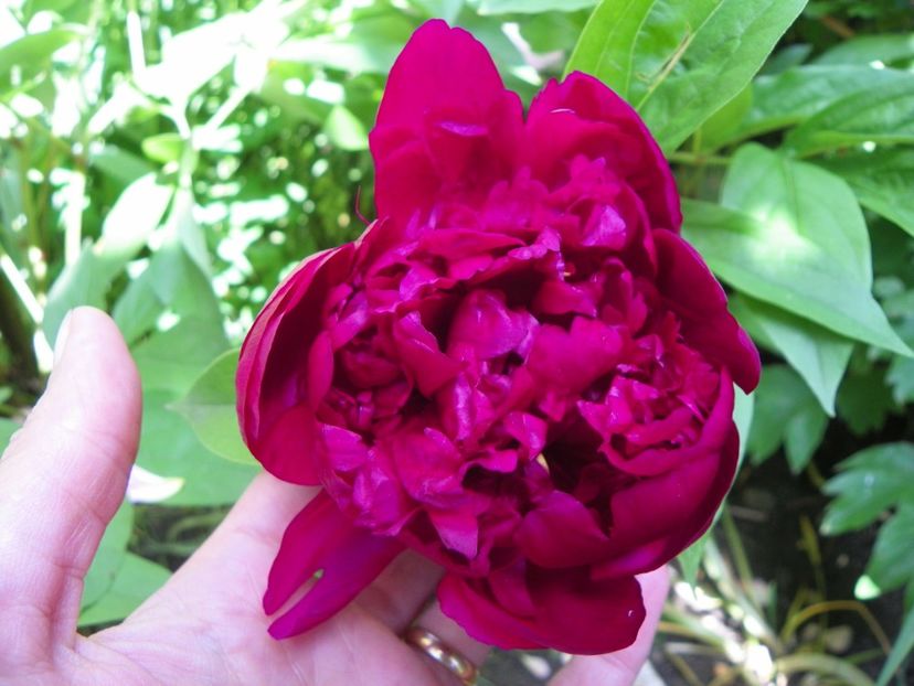 13 iun (28) - Bujori 2019