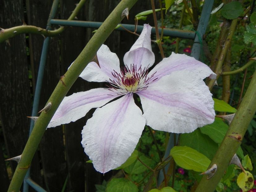 13 iun (149) - Clematite 2019