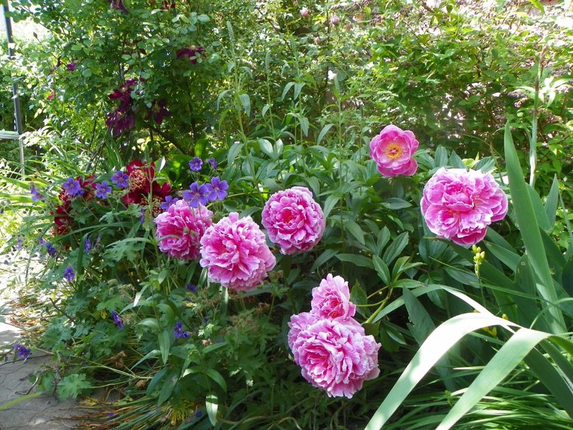 13 iun (30) - Bujori 2019