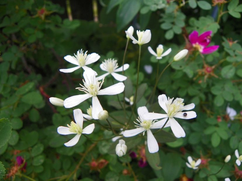 13 iun (151) - Clematite 2019