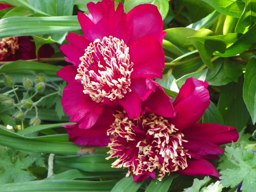 13 iun (31) - Bujori 2019