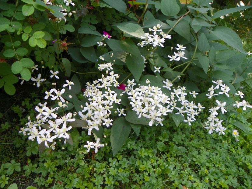 13 iun (190) - Clematite 2019