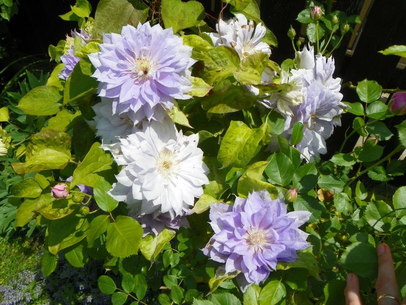 13 iun (191) - Clematite 2019