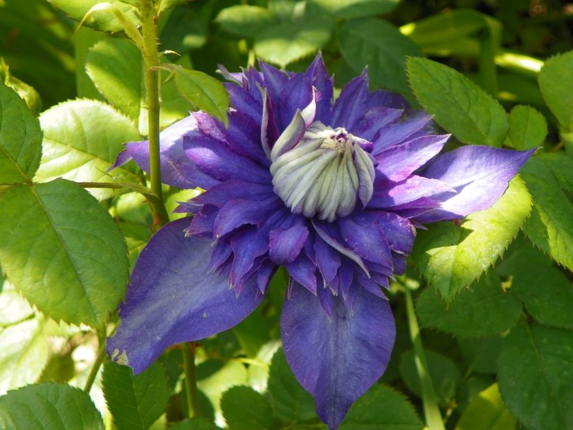 13 iun (193) - Clematite 2019