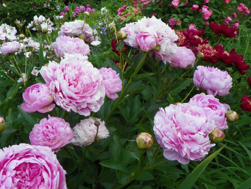 13 iun (40) - Bujori 2019