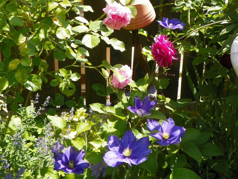 13 iun (255) - Clematite 2019