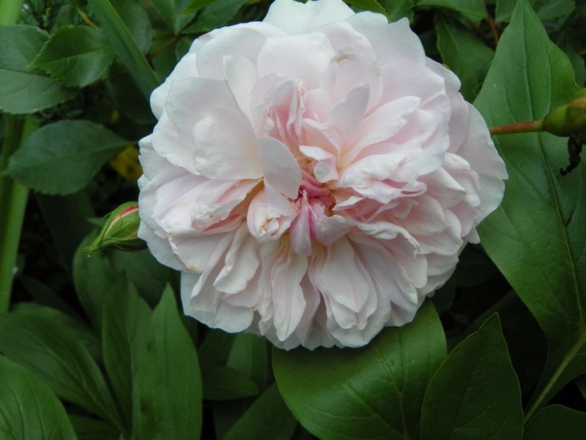 13 iun (42) - Bujori 2019