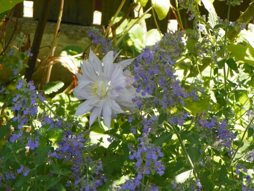 13 iun (256) - Clematite 2019